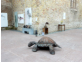 De schildpad van DBO o.l.v Jan Ketelaar